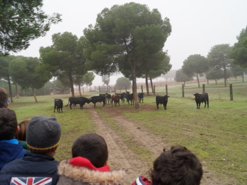 Excursión Colegio San Agustin (Valladolid)
