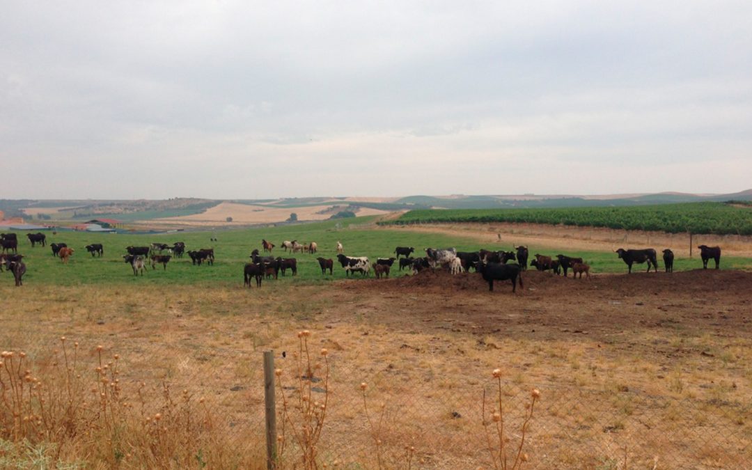 Ganaderia Toros