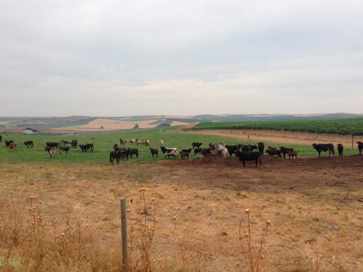 Ganaderia Toros